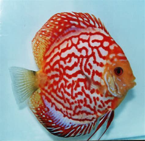 Discus Fish for Sale: Free Shipping & Live Arrival .